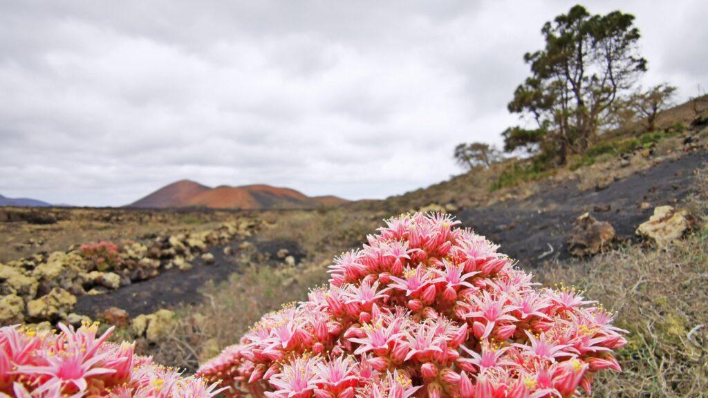 Details von Flora und Fauna auf Lanzarote